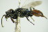  ( - GBOL09869)  @12 [ ] CreativeCommons - Attribution Non-Commercial Share-Alike (2015) Unspecified SNSB, Zoologische Staatssammlung Muenchen