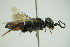  ( - GBOL09870)  @12 [ ] CreativeCommons - Attribution Non-Commercial Share-Alike (2015) Unspecified SNSB, Zoologische Staatssammlung Muenchen