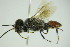  ( - GBOL09871)  @13 [ ] CreativeCommons - Attribution Non-Commercial Share-Alike (2015) Unspecified SNSB, Zoologische Staatssammlung Muenchen