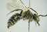  ( - GBOL09880)  @13 [ ] CreativeCommons - Attribution Non-Commercial Share-Alike (2015) Unspecified SNSB, Zoologische Staatssammlung Muenchen