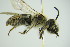  ( - GBOL09881)  @12 [ ] CreativeCommons - Attribution Non-Commercial Share-Alike (2015) Unspecified SNSB, Zoologische Staatssammlung Muenchen