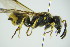  ( - GBOL09889)  @11 [ ] CreativeCommons - Attribution Non-Commercial Share-Alike (2015) Unspecified SNSB, Zoologische Staatssammlung Muenchen