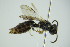  ( - GBOL09898)  @11 [ ] CreativeCommons - Attribution Non-Commercial Share-Alike (2015) Unspecified SNSB, Zoologische Staatssammlung Muenchen
