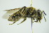 ( - GBOL09905)  @13 [ ] CreativeCommons - Attribution Non-Commercial Share-Alike (2015) Unspecified SNSB, Zoologische Staatssammlung Muenchen