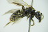  ( - GBOL09913)  @12 [ ] CreativeCommons - Attribution Non-Commercial Share-Alike (2015) Unspecified SNSB, Zoologische Staatssammlung Muenchen