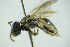  ( - GBOL09914)  @12 [ ] CreativeCommons - Attribution Non-Commercial Share-Alike (2015) Unspecified SNSB, Zoologische Staatssammlung Muenchen