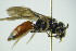  ( - GBOL09917)  @12 [ ] CreativeCommons - Attribution Non-Commercial Share-Alike (2015) Unspecified SNSB, Zoologische Staatssammlung Muenchen