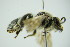  ( - GBOL09921)  @11 [ ] CreativeCommons - Attribution Non-Commercial Share-Alike (2015) Unspecified SNSB, Zoologische Staatssammlung Muenchen
