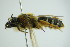  ( - GBOL09922)  @12 [ ] CreativeCommons - Attribution Non-Commercial Share-Alike (2015) Unspecified SNSB, Zoologische Staatssammlung Muenchen