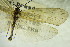  (Annitella obscura - GBOL09929)  @11 [ ] CreativeCommons - Attribution Non-Commercial Share-Alike (2015) Unspecified SNSB, Zoologische Staatssammlung Muenchen