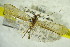  ( - GBOL09942)  @11 [ ] CreativeCommons - Attribution Non-Commercial Share-Alike (2015) Unspecified SNSB, Zoologische Staatssammlung Muenchen