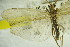  ( - GBOL09943)  @11 [ ] CreativeCommons - Attribution Non-Commercial Share-Alike (2015) Unspecified SNSB, Zoologische Staatssammlung Muenchen