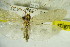  ( - GBOL09945)  @11 [ ] CreativeCommons - Attribution Non-Commercial Share-Alike (2015) Unspecified SNSB, Zoologische Staatssammlung Muenchen