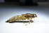  ( - GBOL10043)  @12 [ ] CreativeCommons - Attribution Non-Commercial Share-Alike (2015) Unspecified SNSB, Zoologische Staatssammlung Muenchen