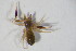  ( - GBOL10551)  @11 [ ] CreativeCommons - Attribution Non-Commercial Share-Alike (2015) Unspecified SNSB, Zoologische Staatssammlung Muenchen