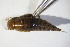  ( - GBOL10578)  @13 [ ] CreativeCommons - Attribution Non-Commercial Share-Alike (2015) Unspecified SNSB, Zoologische Staatssammlung Muenchen