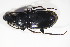  ( - GBOL10646)  @11 [ ] CreativeCommons - Attribution Non-Commercial Share-Alike (2015) Unspecified SNSB, Zoologische Staatssammlung Muenchen