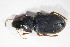  ( - GBOL10658)  @13 [ ] CreativeCommons - Attribution Non-Commercial Share-Alike (2015) Unspecified SNSB, Zoologische Staatssammlung Muenchen