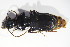  ( - GBOL10671)  @11 [ ] CreativeCommons - Attribution Non-Commercial Share-Alike (2015) Unspecified SNSB, Zoologische Staatssammlung Muenchen