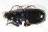  (Pterostichus muehlfeldii - GBOL10689)  @14 [ ] CreativeCommons - Attribution Non-Commercial Share-Alike (2015) Unspecified SNSB, Zoologische Staatssammlung Muenchen