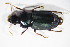  ( - GBOL10693)  @11 [ ] CreativeCommons - Attribution Non-Commercial Share-Alike (2015) Unspecified SNSB, Zoologische Staatssammlung Muenchen