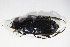  (Harpalus caspius - GBOL10695)  @14 [ ] CreativeCommons - Attribution Non-Commercial Share-Alike (2015) Unspecified SNSB, Zoologische Staatssammlung Muenchen