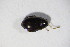  ( - GBOL10731)  @12 [ ] CreativeCommons - Attribution Non-Commercial Share-Alike (2015) Unspecified SNSB, Zoologische Staatssammlung Muenchen