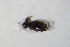  ( - GBOL10770)  @12 [ ] CreativeCommons - Attribution Non-Commercial Share-Alike (2015) Unspecified SNSB, Zoologische Staatssammlung Muenchen