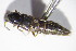  ( - GBOL10835)  @13 [ ] CreativeCommons - Attribution Non-Commercial Share-Alike (2015) Unspecified SNSB, Zoologische Staatssammlung Muenchen