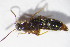  ( - GBOL10849)  @12 [ ] CreativeCommons - Attribution Non-Commercial Share-Alike (2015) Unspecified SNSB, Zoologische Staatssammlung Muenchen