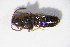  ( - GBOL10861)  @12 [ ] CreativeCommons - Attribution Non-Commercial Share-Alike (2015) Unspecified SNSB, Zoologische Staatssammlung Muenchen