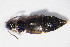  ( - GBOL10873)  @13 [ ] CreativeCommons - Attribution Non-Commercial Share-Alike (2015) Unspecified SNSB, Zoologische Staatssammlung Muenchen