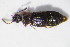  ( - GBOL10874)  @13 [ ] CreativeCommons - Attribution Non-Commercial Share-Alike (2015) Unspecified SNSB, Zoologische Staatssammlung Muenchen
