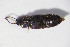  ( - GBOL10878)  @12 [ ] CreativeCommons - Attribution Non-Commercial Share-Alike (2015) Unspecified SNSB, Zoologische Staatssammlung Muenchen