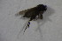  (Megaselia sp. BOLD:AAG3266 - GBOL11467)  @12 [ ] CreativeCommons - Attribution Non-Commercial Share-Alike (2015) Unspecified SNSB, Zoologische Staatssammlung Muenchen