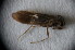  (Agapetus nimbulus - GBOL12937)  @13 [ ] CreativeCommons - Attribution Non-Commercial Share-Alike (2015) Unspecified SNSB, Zoologische Staatssammlung Muenchen
