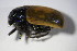  (Clytra sp. ACY3118 - GBOL12999)  @12 [ ] CreativeCommons - Attribution Non-Commercial Share-Alike (2015) Unspecified SNSB, Zoologische Staatssammlung Muenchen