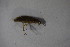  ( - GBOL13080)  @12 [ ] CreativeCommons - Attribution Non-Commercial Share-Alike (2015) Unspecified SNSB, Zoologische Staatssammlung Muenchen