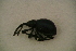  (Taphrotopium - GBOL13744)  @12 [ ] CreativeCommons - Attribution Non-Commercial Share-Alike (2015) Unspecified SNSB, Zoologische Staatssammlung Muenchen