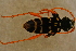  ( - GBOL14611)  @11 [ ] CreativeCommons - Attribution Non-Commercial Share-Alike (2015) Unspecified SNSB, Zoologische Staatssammlung Muenchen