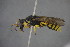  ( - GBOL15128)  @13 [ ] CreativeCommons - Attribution Non-Commercial Share-Alike (2015) Unspecified SNSB, Zoologische Staatssammlung Muenchen
