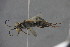  ( - GBOL15138)  @12 [ ] CreativeCommons - Attribution Non-Commercial Share-Alike (2015) Unspecified SNSB, Zoologische Staatssammlung Muenchen