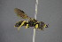  ( - GBOL15155)  @13 [ ] CreativeCommons - Attribution Non-Commercial Share-Alike (2015) Unspecified SNSB, Zoologische Staatssammlung Muenchen