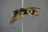  ( - GBOL15156)  @13 [ ] CreativeCommons - Attribution Non-Commercial Share-Alike (2015) Unspecified SNSB, Zoologische Staatssammlung Muenchen