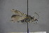  ( - GBOL15180)  @12 [ ] CreativeCommons - Attribution Non-Commercial Share-Alike (2015) Unspecified SNSB, Zoologische Staatssammlung Muenchen