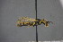  ( - GBOL15181)  @12 [ ] CreativeCommons - Attribution Non-Commercial Share-Alike (2015) Unspecified SNSB, Zoologische Staatssammlung Muenchen