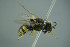  ( - GBOL17714)  @13 [ ] CreativeCommons - Attribution Non-Commercial Share-Alike (2015) Unspecified SNSB, Zoologische Staatssammlung Muenchen