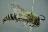  (Colletes perezi - GBOL17721)  @14 [ ] CreativeCommons - Attribution Non-Commercial Share-Alike (2015) Unspecified SNSB, Zoologische Staatssammlung Muenchen