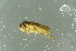  ( - GBOL18771)  @12 [ ] CreativeCommons - Attribution Non-Commercial Share-Alike (2016) SNSB, Staatliche Naturwissenschaftliche Sammlungen Bayerns ZSM (SNSB, Zoologische Staatssammlung Muenchen)