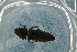  ( - GBOL19069)  @12 [ ] CreativeCommons - Attribution Non-Commercial Share-Alike (2016) SNSB, Staatliche Naturwissenschaftliche Sammlungen Bayerns ZSM (SNSB, Zoologische Staatssammlung Muenchen)